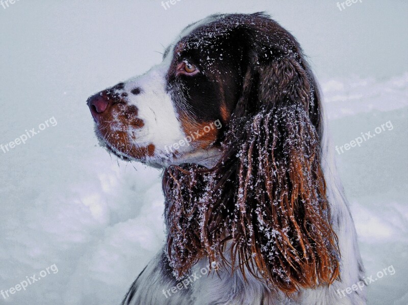 Winter Snow Portrait Dog Springer Spaniel