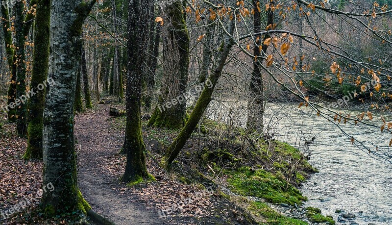 Nature Wood Tree Landscape Leaf