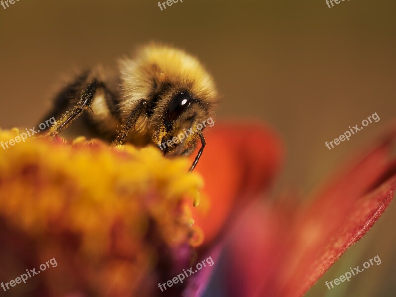 Hummel Macro Close-up Photography Landscape Animal World