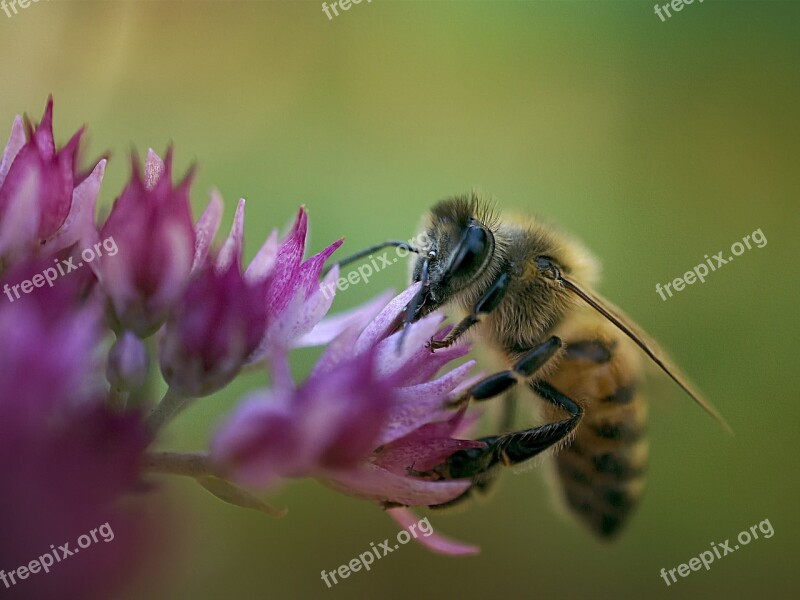 Bee Macro Close-up Photography Landscape Animal World