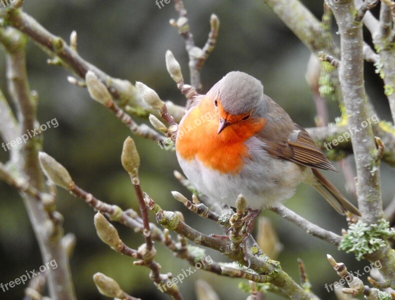 Robin Bird On Branch Songbird Sitting