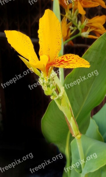 Canna Lily Lily Orange Red Nature