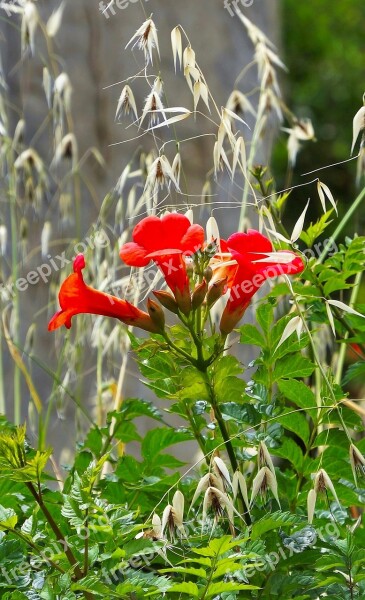 Trumpet Vine Campsis Red Nature