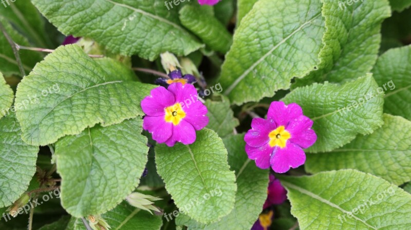 Nature Leaves Plant Flower Summer