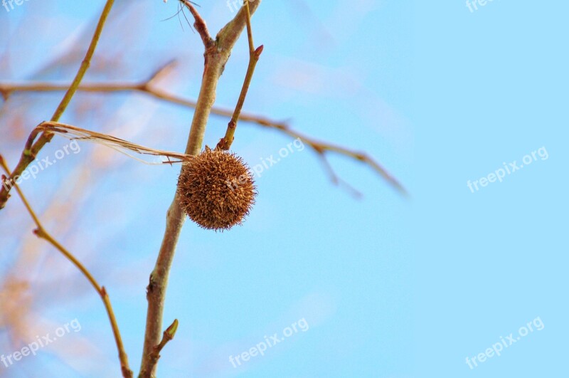 Nature Button Winter Air Copyspace