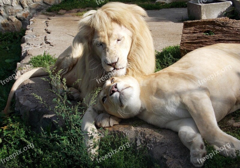 White Lion Lions Lioness Wildlife Animal