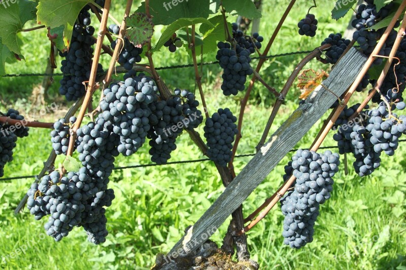 Pinot Noir Fruit Climber Plant Agriculture Vineyard