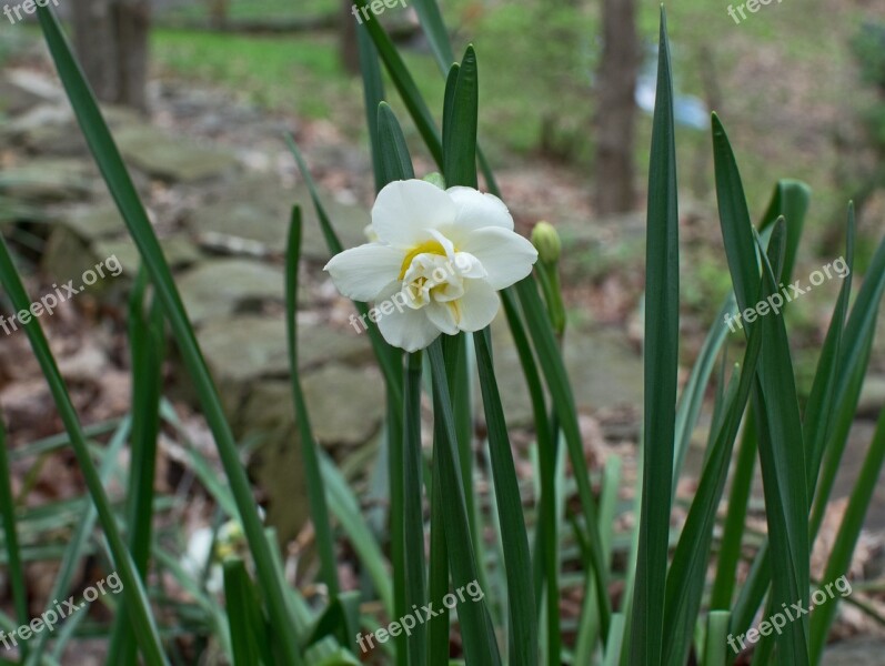 Double Narcissus Flower Blossom Bloom Bulb Plant