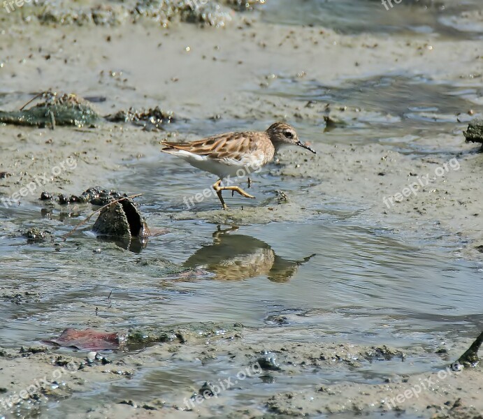 Bird Wildlife Water Outdoors Beach