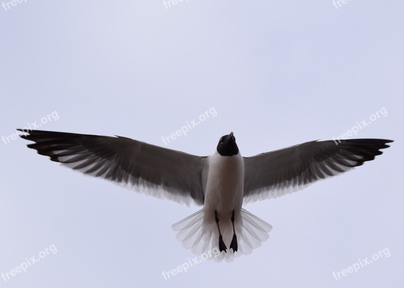 Bird Flight Wildlife Wing Feather