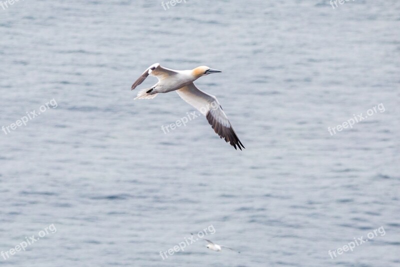 Northern Gannet Boobies Morus Bassanus Pelecaniformes Bird