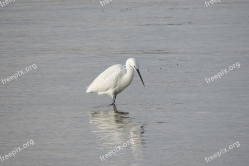 Birds Body Of Water Wild Life Free Photos