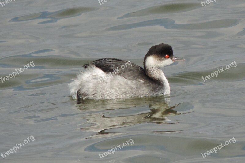 Birds Body Of Water Wild Life Free Photos