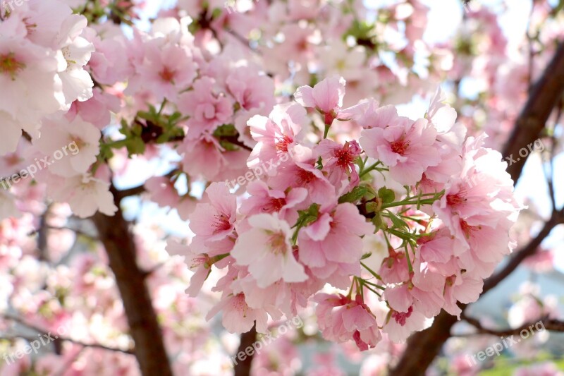 Cherry Wood Flower Branch Tree Free Photos