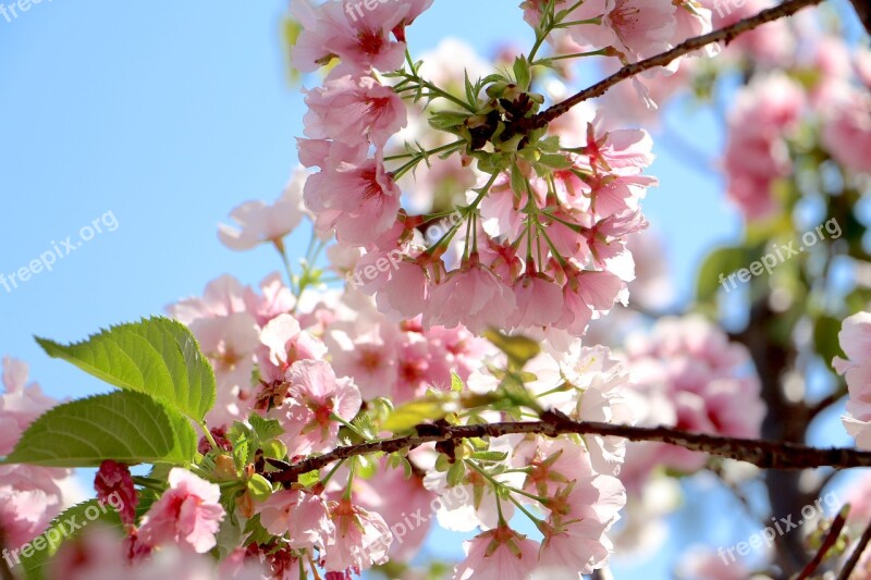 Flower Tree Branch Cherry Wood Free Photos