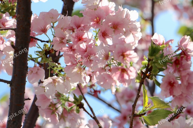 Flower Cherry Wood Tree Branch Free Photos