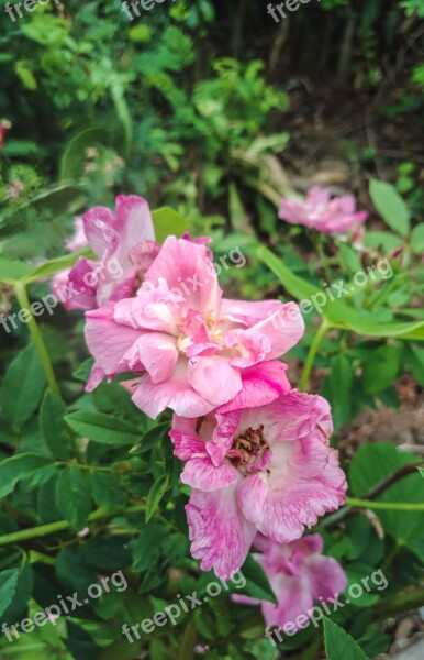 Rose Roespink Nature A Rose Pink Rose