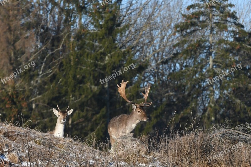 Nature Wood Deer Tree Outdoor