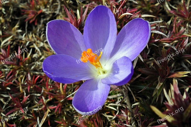 Nature Flower Krokus Blue Plant