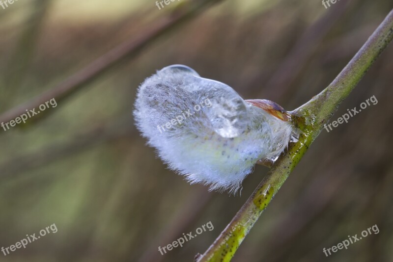 Willow Catkins Nature Plant Close Up Drip