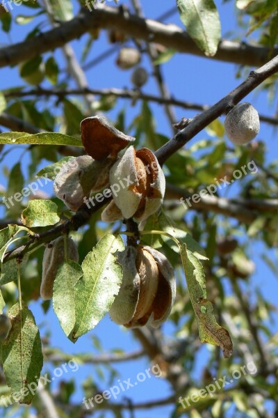 Tree Fruit Branch Nature Plant