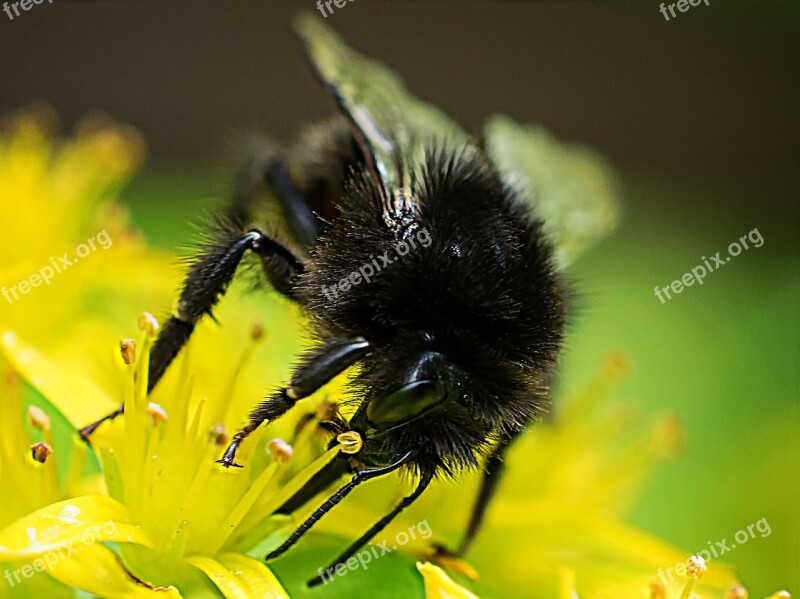 Hummel Macro Close-up Photography Landscape Animal World