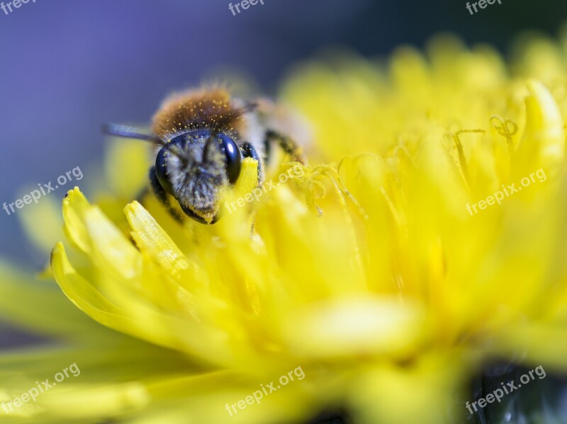 Bee Macro Close-up Photography Landscape Animal World