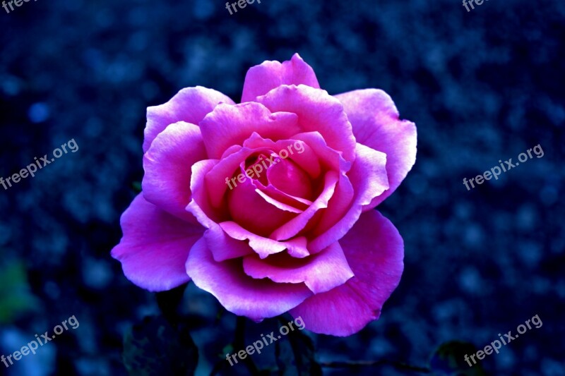 Rose Flower Blossom Bloom Nature