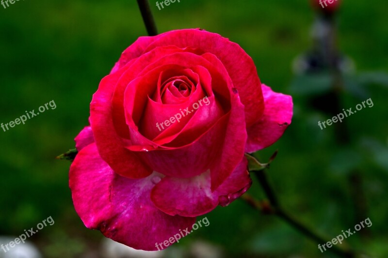 Rose Flower Blossom Bloom Nature