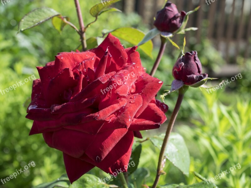 Rose Flower Blossom Bloom Nature