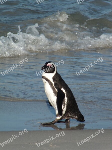 Sea Water Bird Ocean Beach