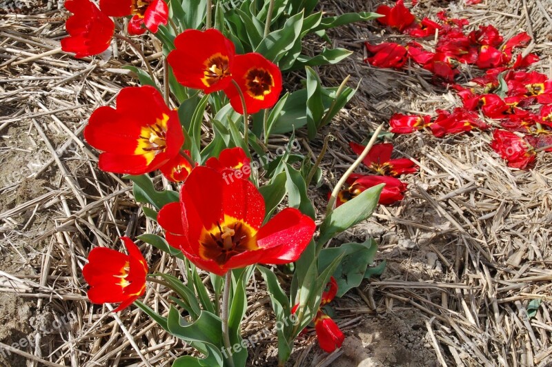 Nature Plant Sheet Season Garden