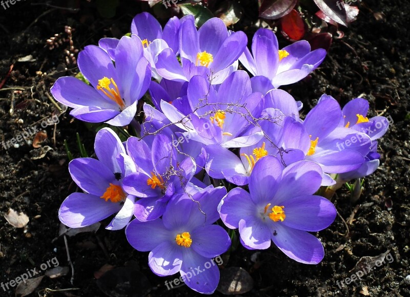 Nature Flower Krokus Blue Garden