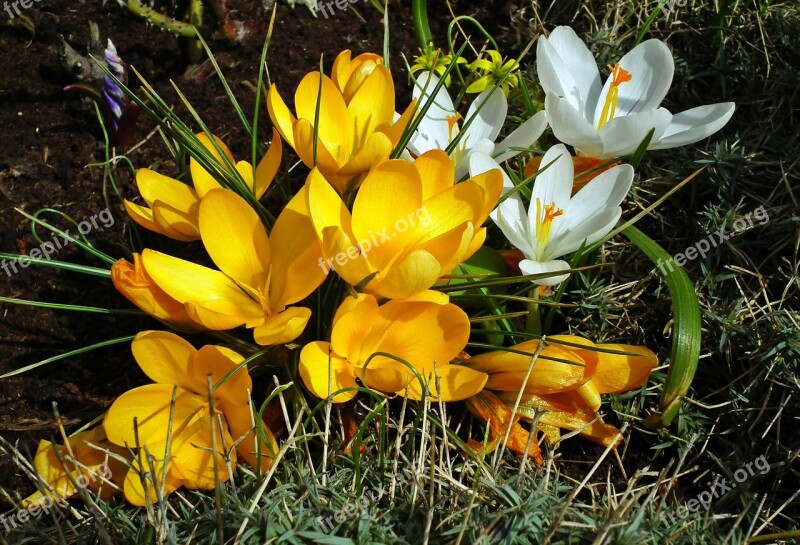 Nature Flower Krokus Yellow White