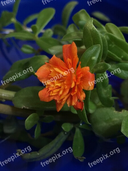 Orange Flower Petals Orange Orange Flower Petal