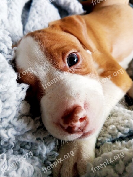 Puppy Pitt Bull Border Collie Cute Animal