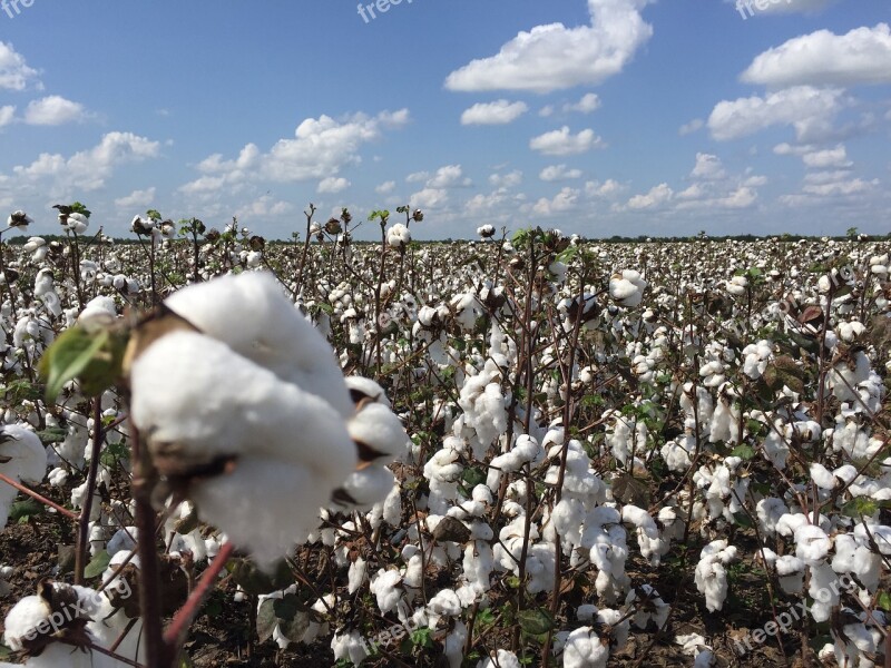 Cotton Outdoors Nature Flora Plant