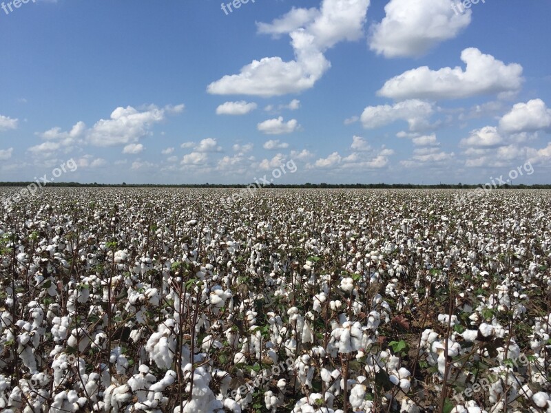 Cotton Outdoors Nature Flora Plant