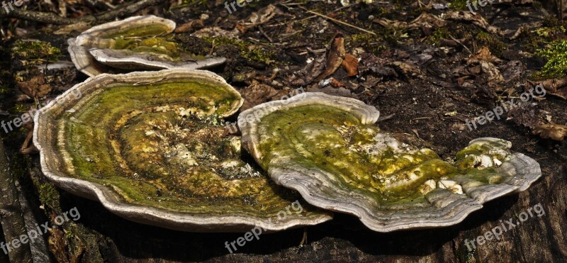 Tree Fungus Butterfly Ovinus Colorful Tramete Mushroom Parasite