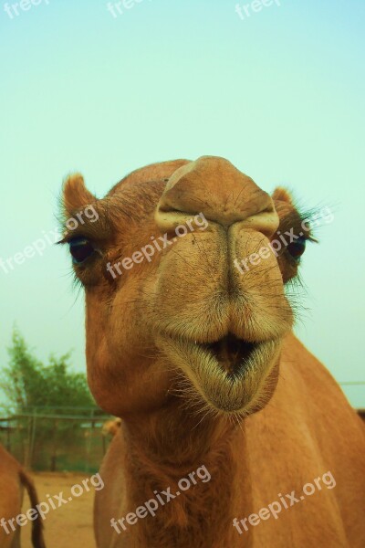 Animal Mammal Nature Camel Wildlife