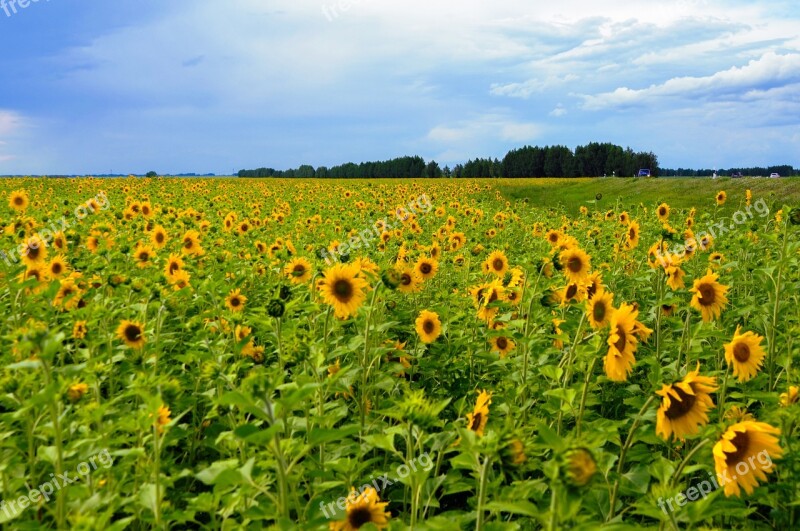 Field Flower Plant Agrofirm Summer