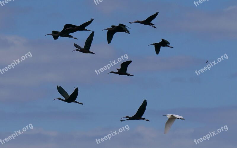 Fauna Birds Flight Sky Ibis