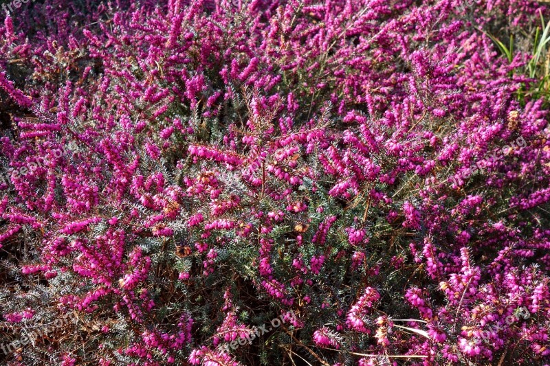 Erica Flower Plant Blooming Heather