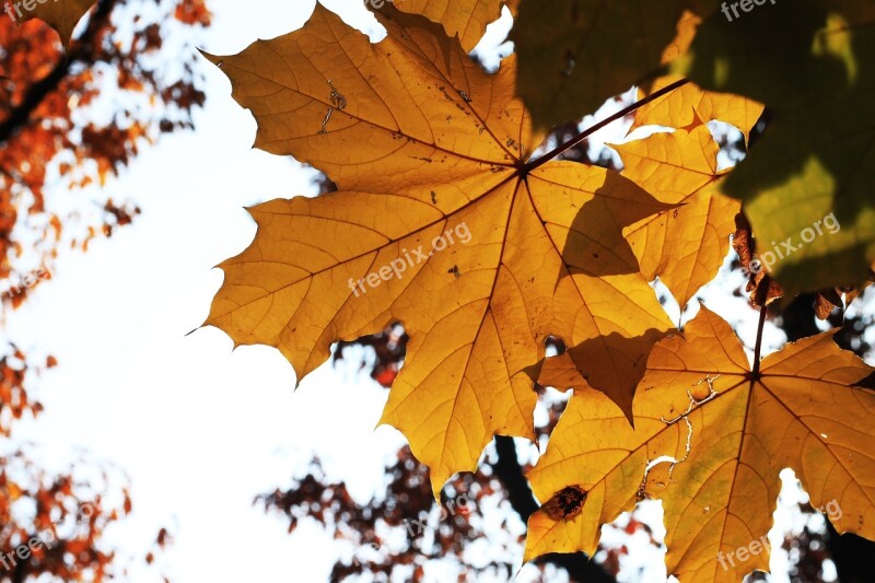 Leaf Fall Maple Season Nature