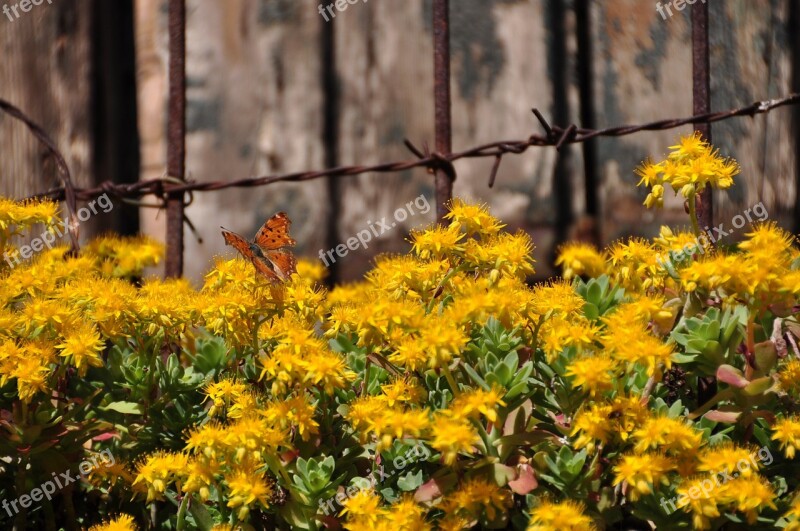 Flower Nature Plant Leaf Season