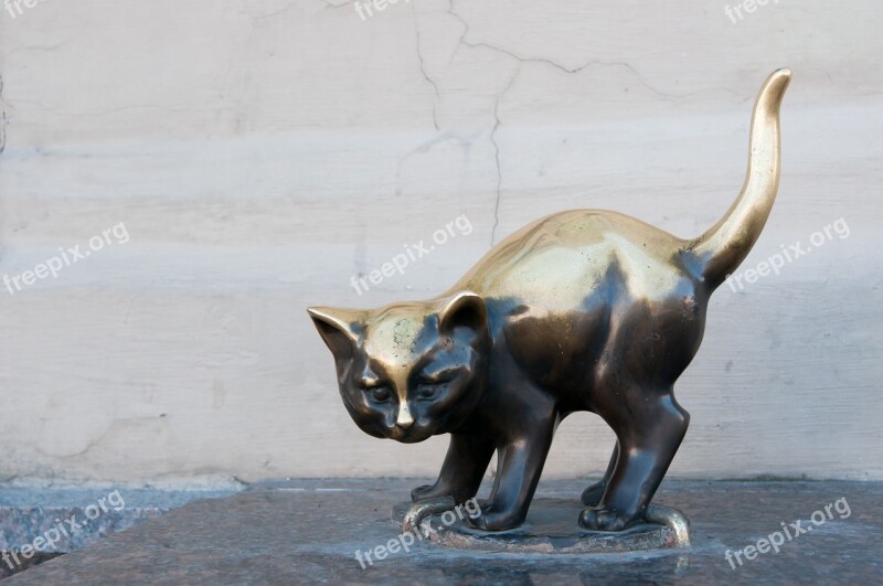 Animals Mammals Nature Kitten Bronze