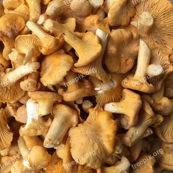 Mushroom Rac Chanterelle Edible Delicacy