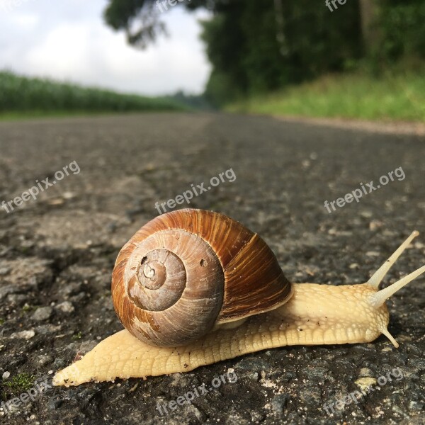 Snail Slowly Shellfish Bauchfuesser Slimy